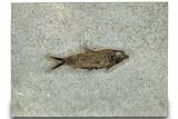 Detailed Fossil Fish (Knightia) - Wyoming #314017-1